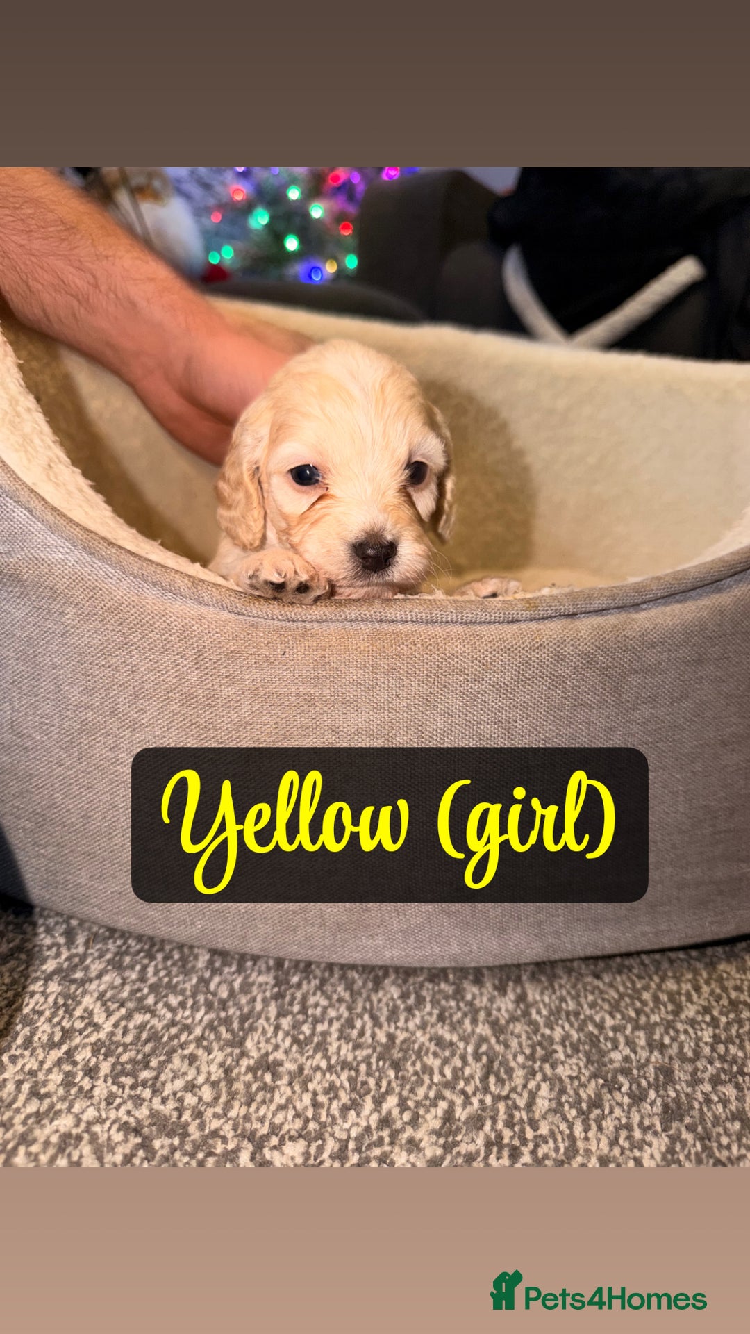 Cockapoo dogs for sale: F2 Toy cockapoo - Advert 2