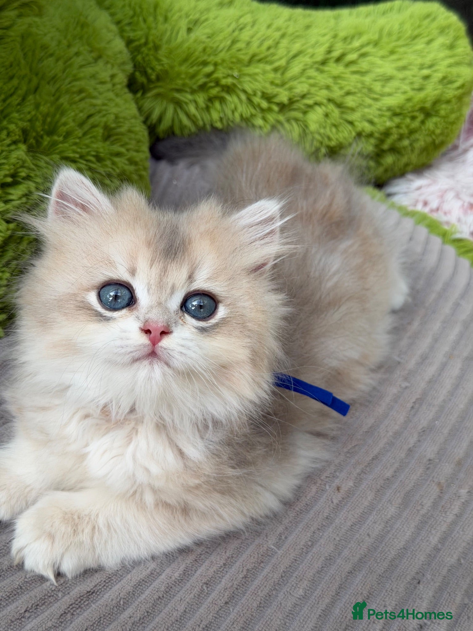 British Shorthair cats British shorthair blue golden kittens GCy - Advert 2