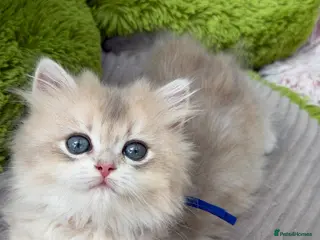 British Shorthair cats British shorthair blue golden kittens GCy - Advert 1