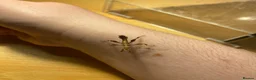 Mixed Breed invertebrates for sale: Mantis, millipedes , isopods , stick insects/eggs - Advert 9