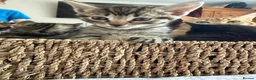 Mixed Breed cats for sale: Gorgeous Tabby’s  - Advert 2