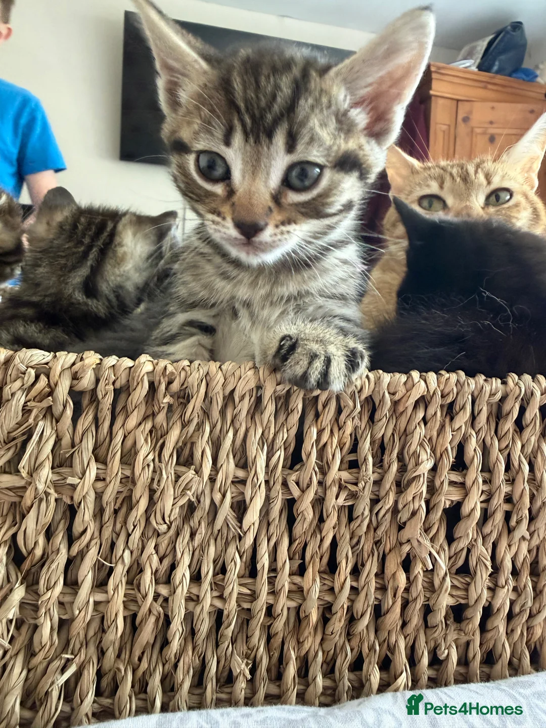 Mixed Breed cats for sale: Gorgeous Tabby’s  - Advert 2