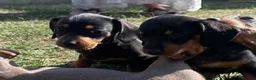 Miniature Dachshund dogs for sale: Miniature Dachshund Puppies - Stunning Litter in Nottingham - Advert 3