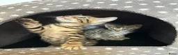 Bengal cats for sale: Bengal kittens - Advert 4