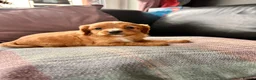 Cavapoo dogs for sale: stunning Cavapoo puppies up for sale  in Egremont - Advert 32