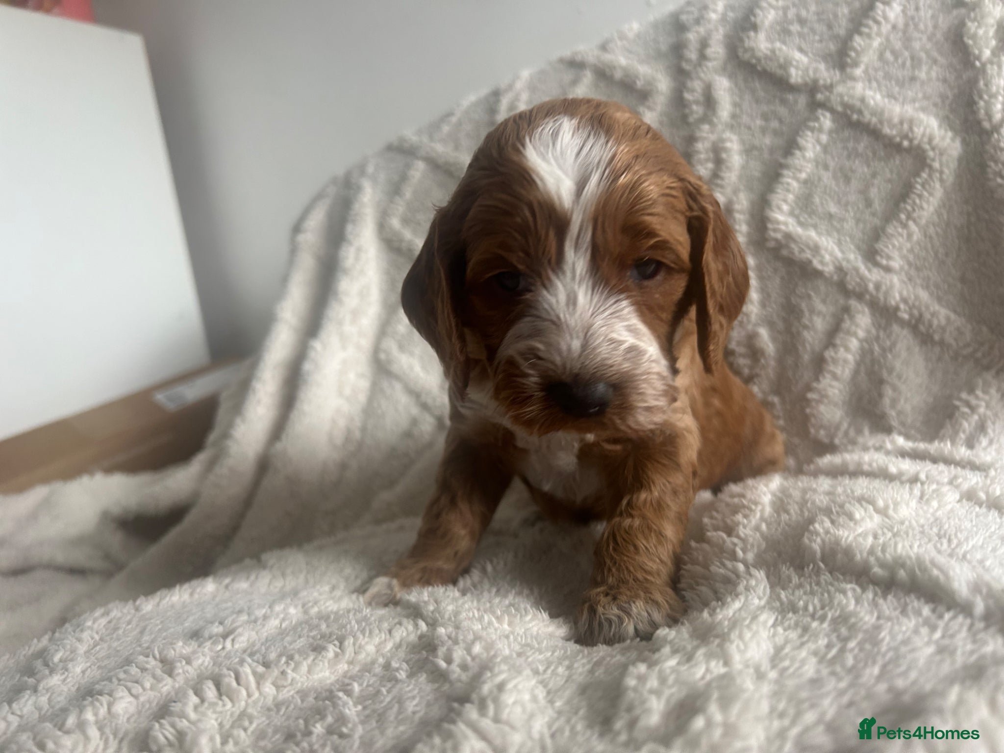 Cockapoo dogs 🐾 Adorable Cockerpoo Puppies for Sale, F1 - Advert 9