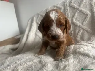 Cockapoo dogs 🐾 Adorable Cockerpoo Puppies for Sale, F1 - Advert 9