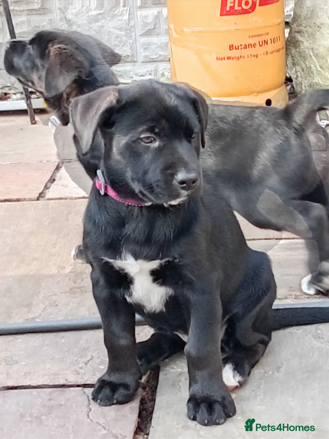 Mixed Breed dogs for sale: Alaskan malamute X Cane Corso - Advert 7