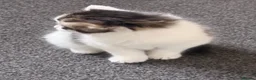Norwegian Forest Cat cats for sale: Norwegian Forest Kittens - Advert 4