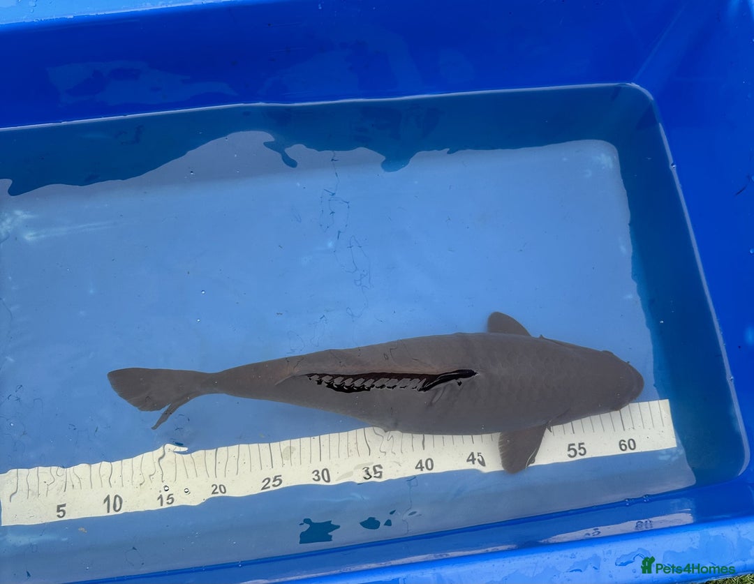 Koi Carp fish for sale: Pond Clearance - Image 2