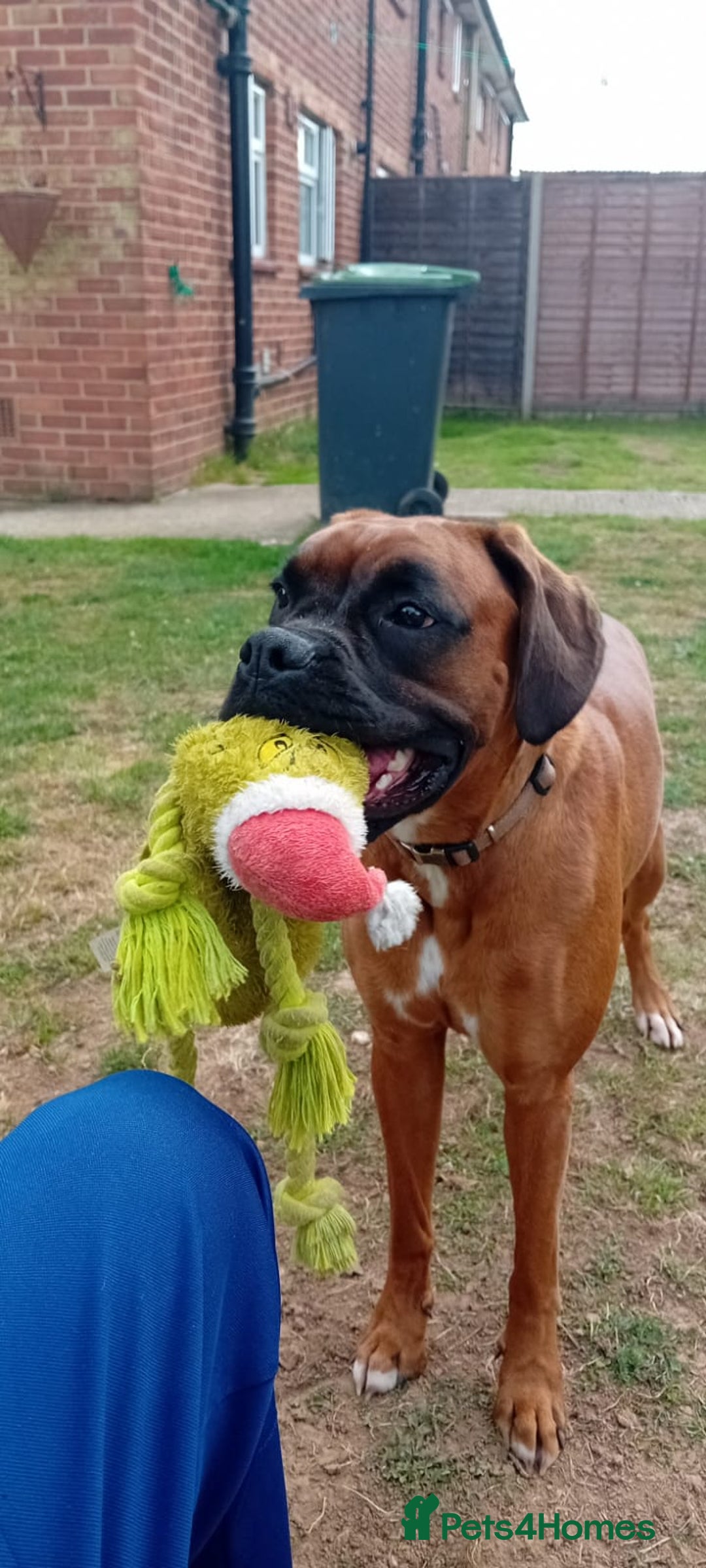Boxer dogs for sale: Female boxer for sale  - Image 7