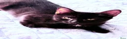 British Shorthair cats for sale: Ready Now: Tabby & Dark Brown Kittens 🐾 - Advert 3