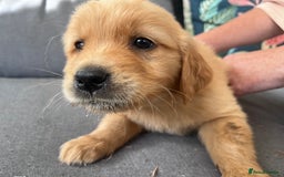 Golden Retriever dogs for sale: 3 beautiful boys awaiting their forever homes 🐶 - Image 37