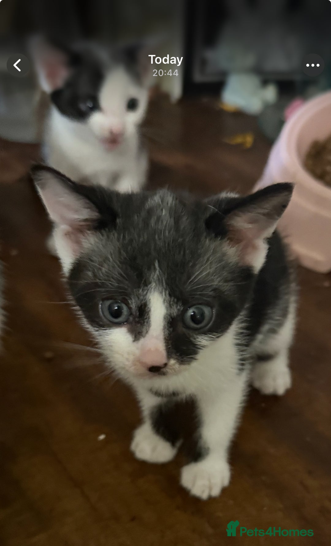 British Shorthair cats for sale: 3 grey beautiful girls  - Image 2