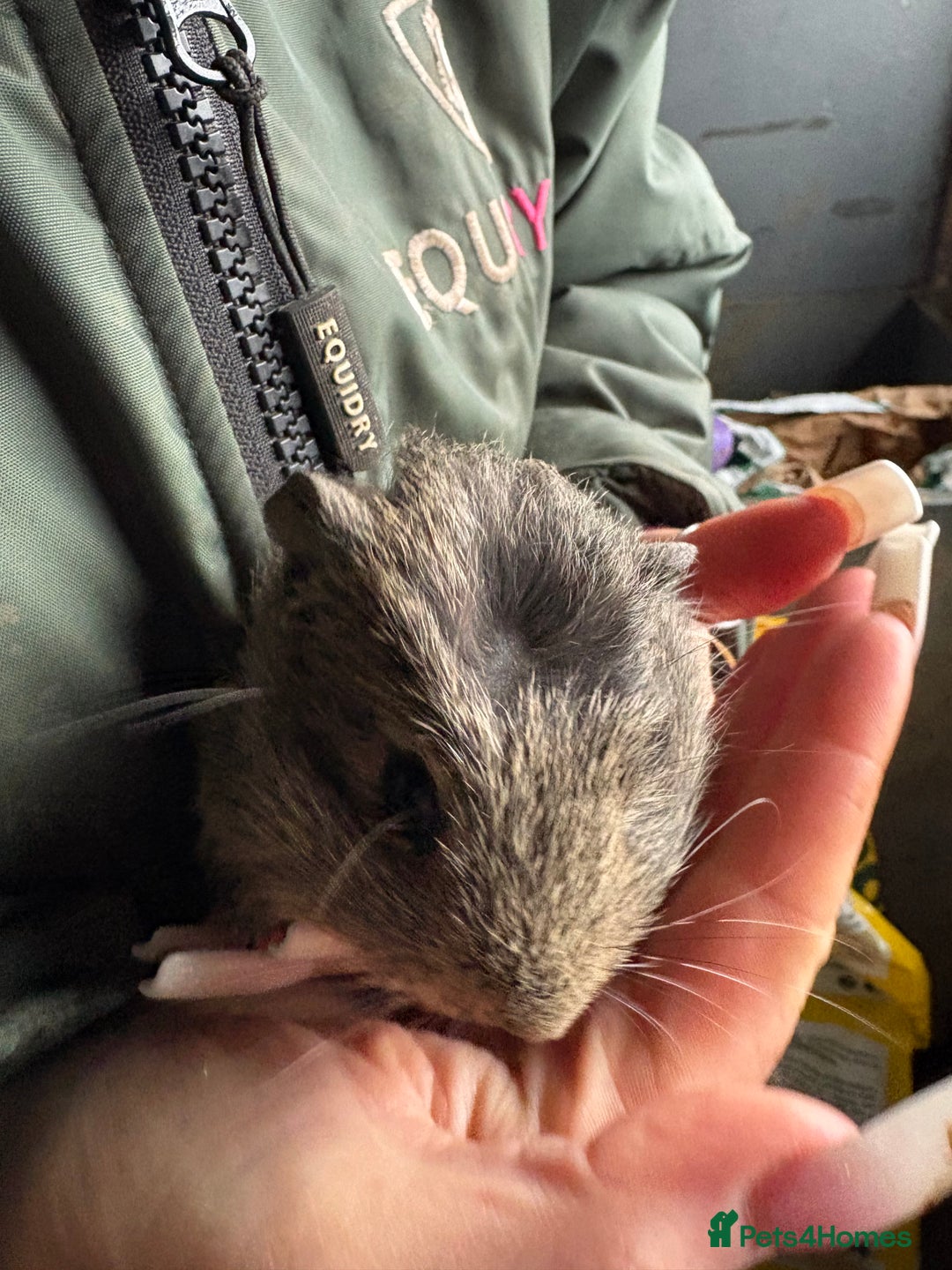 Guinea Pig rodents for sale: Beautiful boys looking for new homes  - Advert 7