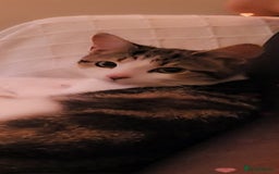 American Shorthair cats for sale: Angel  - Image 3