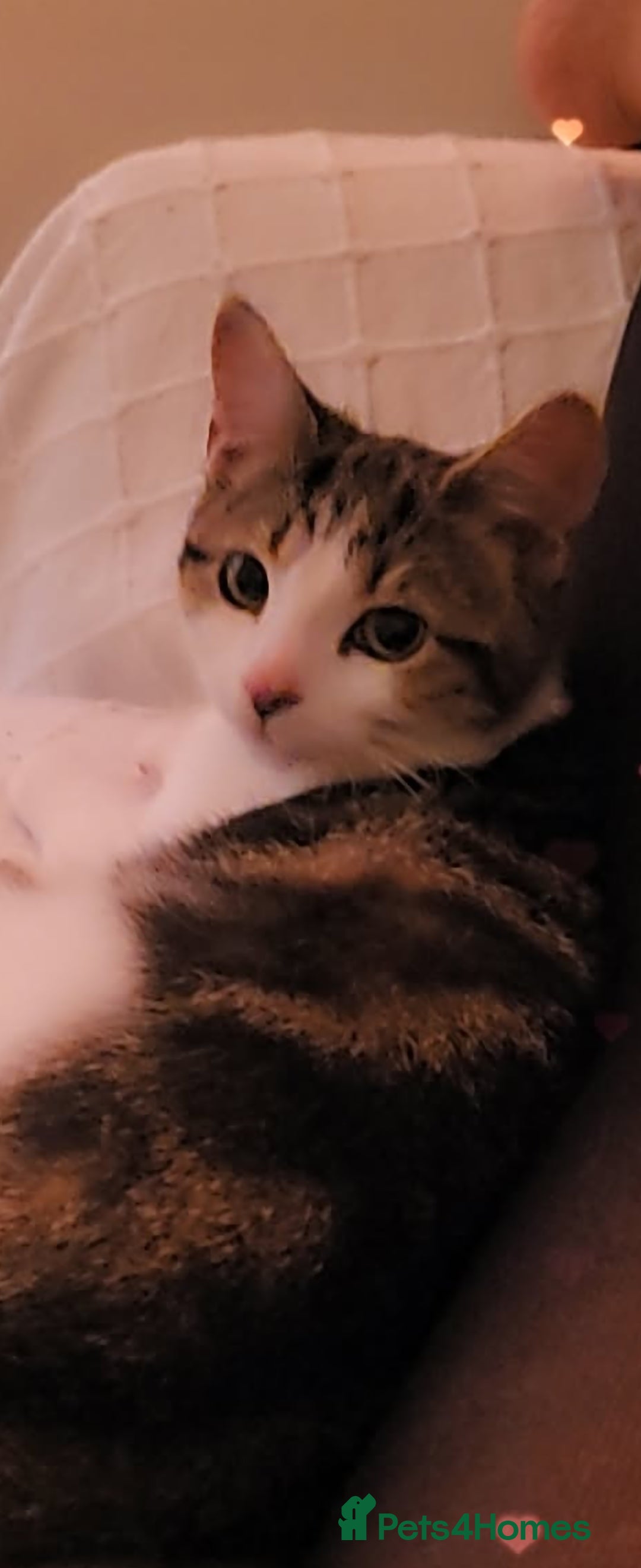 American Shorthair cats for sale: Angel  - Image 3