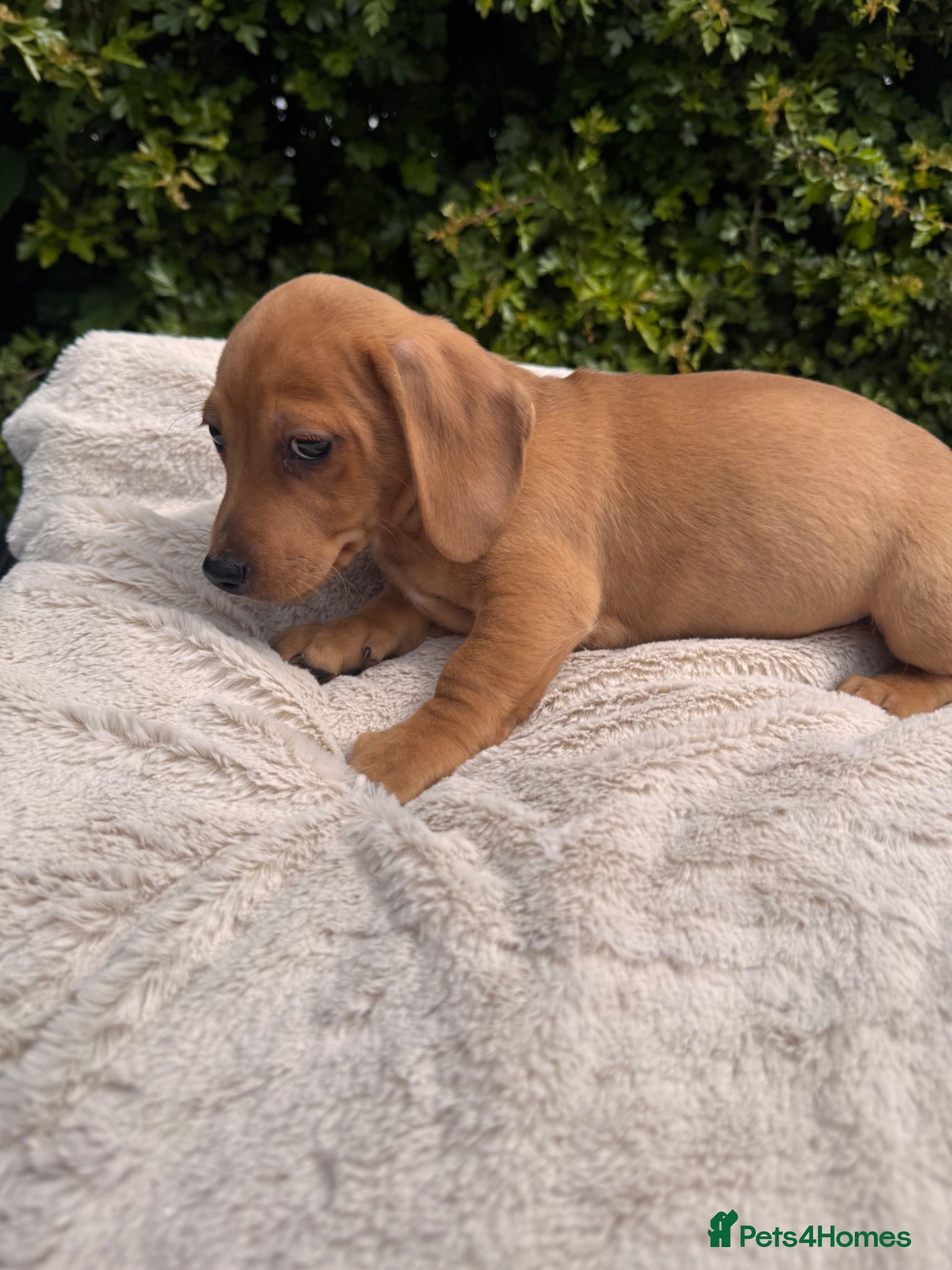 Jackshund dogs Dachshund X Jack Russell Puppies JACKSHUNDS  - Advert 2