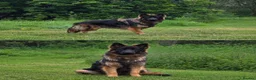 German Shepherd dogs for sale: SABLE LONG COAT GSD 10 MONTHS OLD  - Advert 3