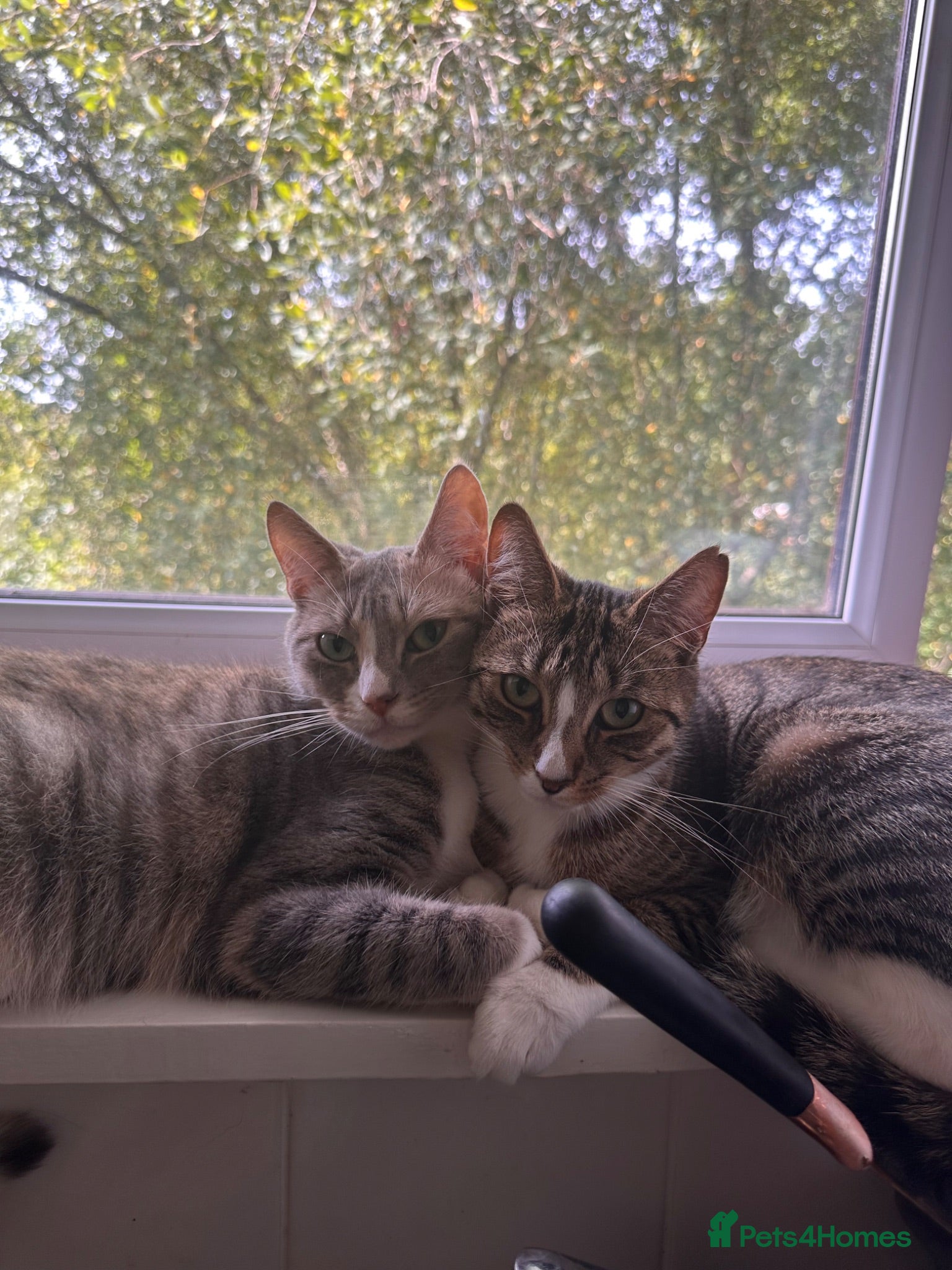 British Shorthair cats 4 Beautiful Silver Kittens ready soon❤️ - Advert 1