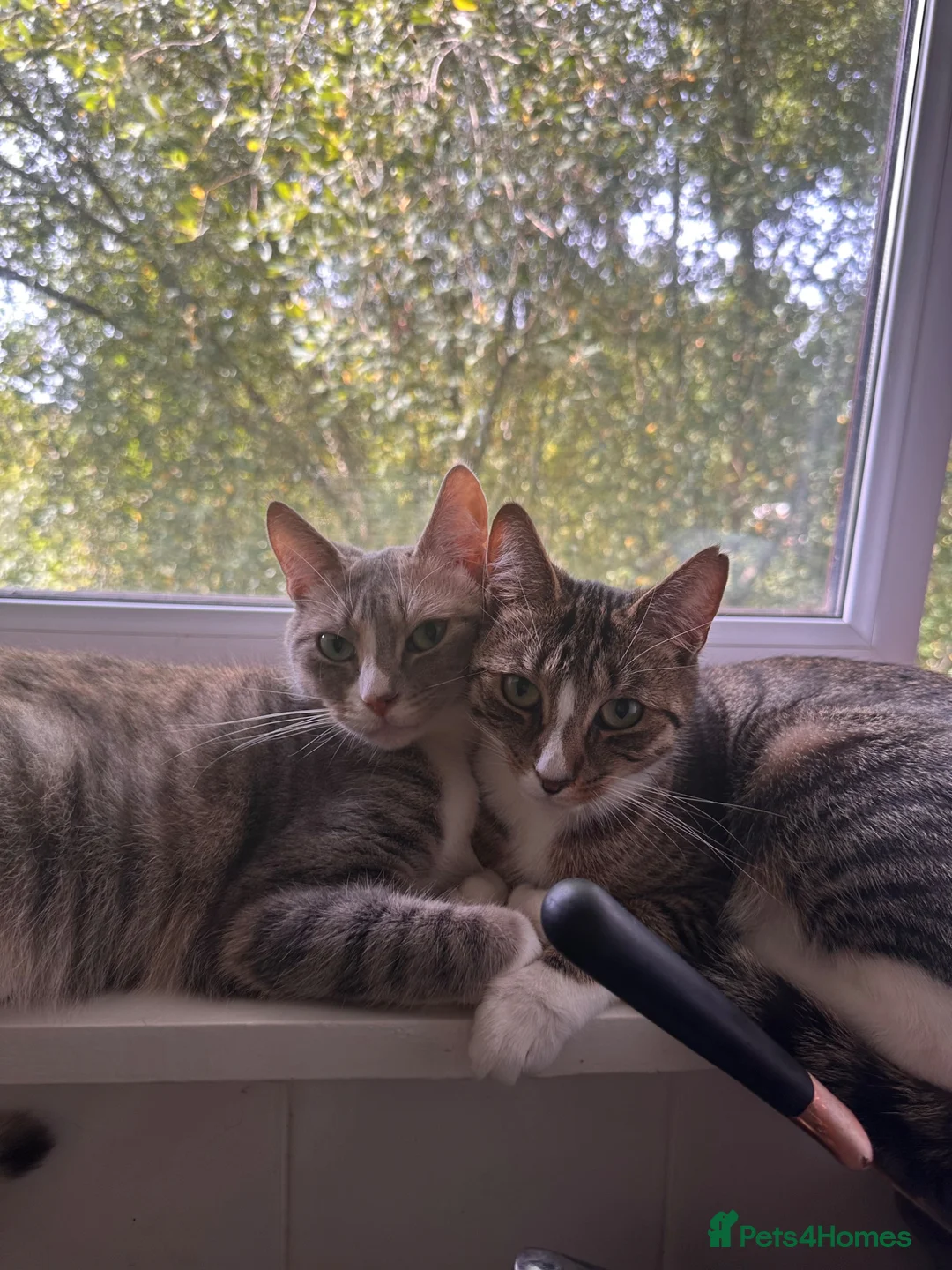 British Shorthair cats for sale: 4 Beautiful Silver Kittens ready soon❤️ in Epsom - Advert 1