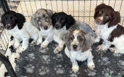 Cocker Spaniel dogs for sale: Cocker spaniel pups  - Image 6