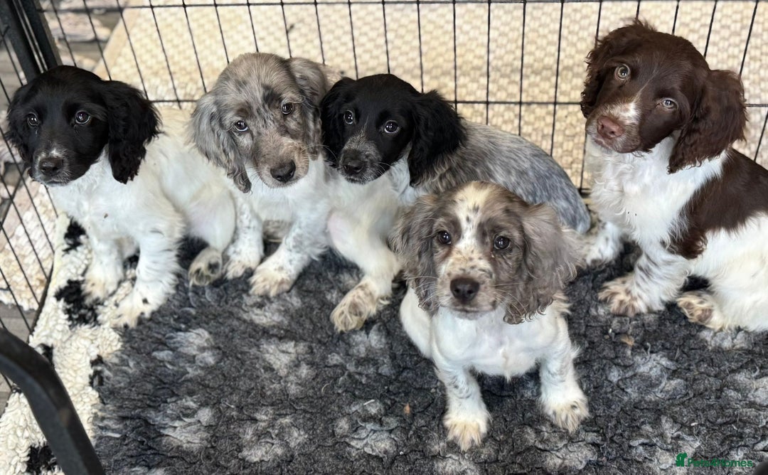 Cocker Spaniel dogs for sale: Cocker spaniel pups  - Image 6