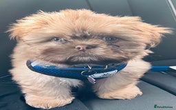 Shih Tzu dogs for stud: Shih Tzu for stud - Image 1