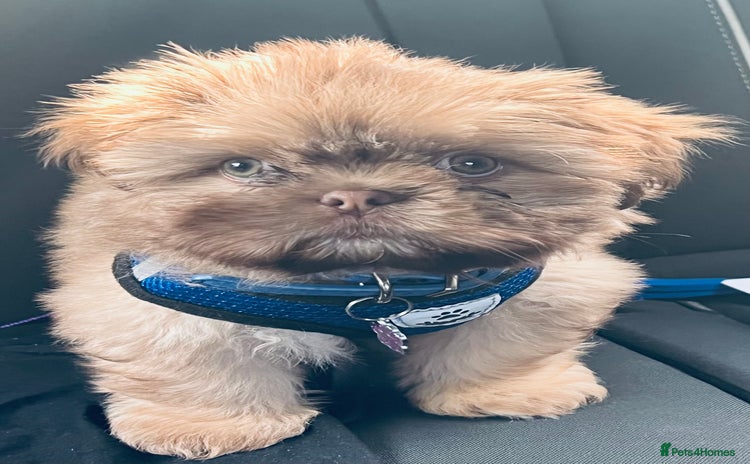 Shih Tzu dogs - Advert 1