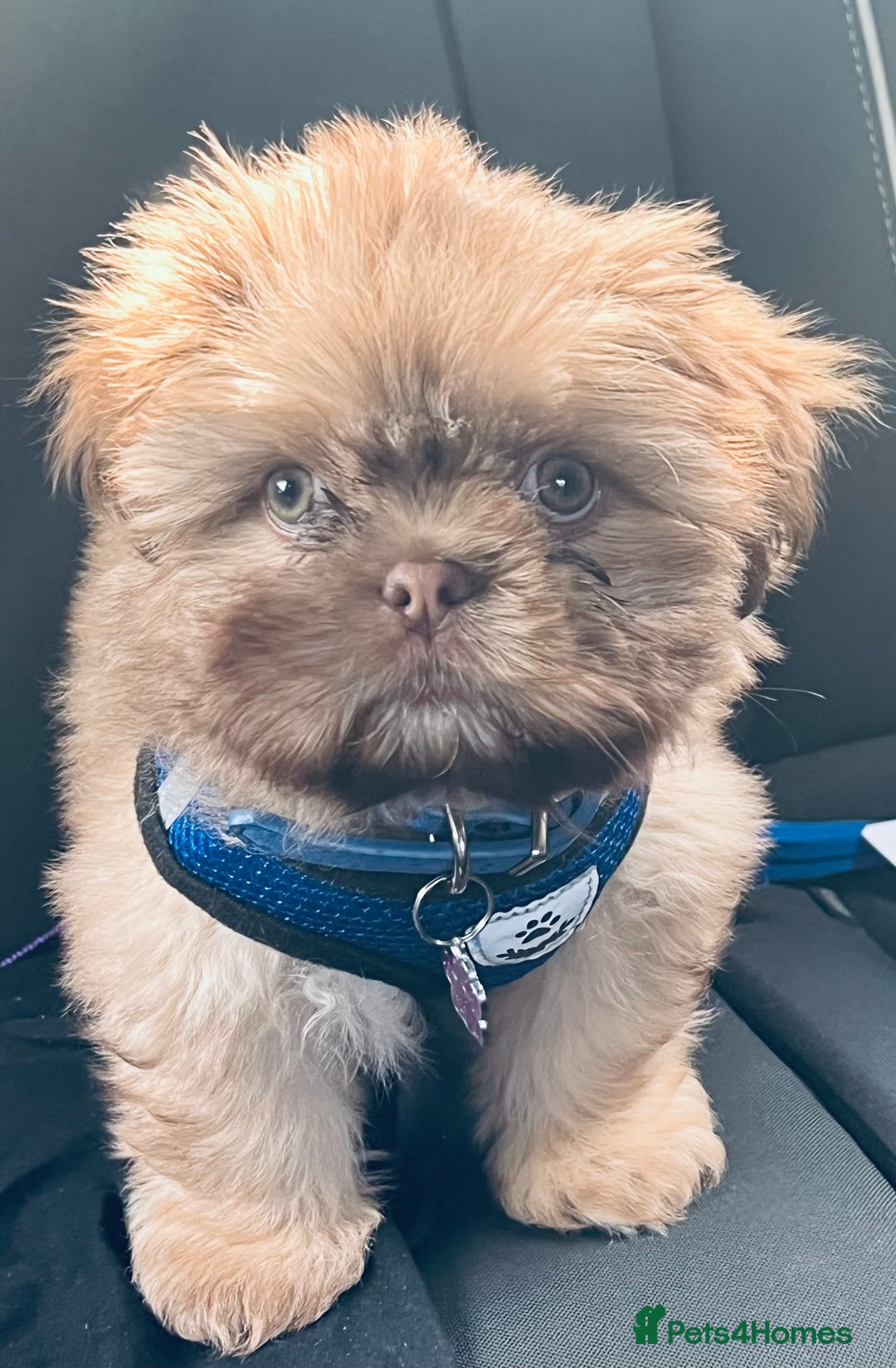 Shih Tzu dogs for stud: Shih Tzu for stud - Image 1