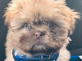 Shih Tzu dogs - Advert 11