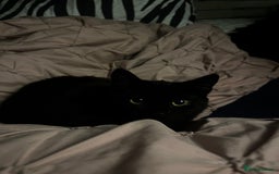 Mixed Breed cats for sale: Black female cat  - Advert 6