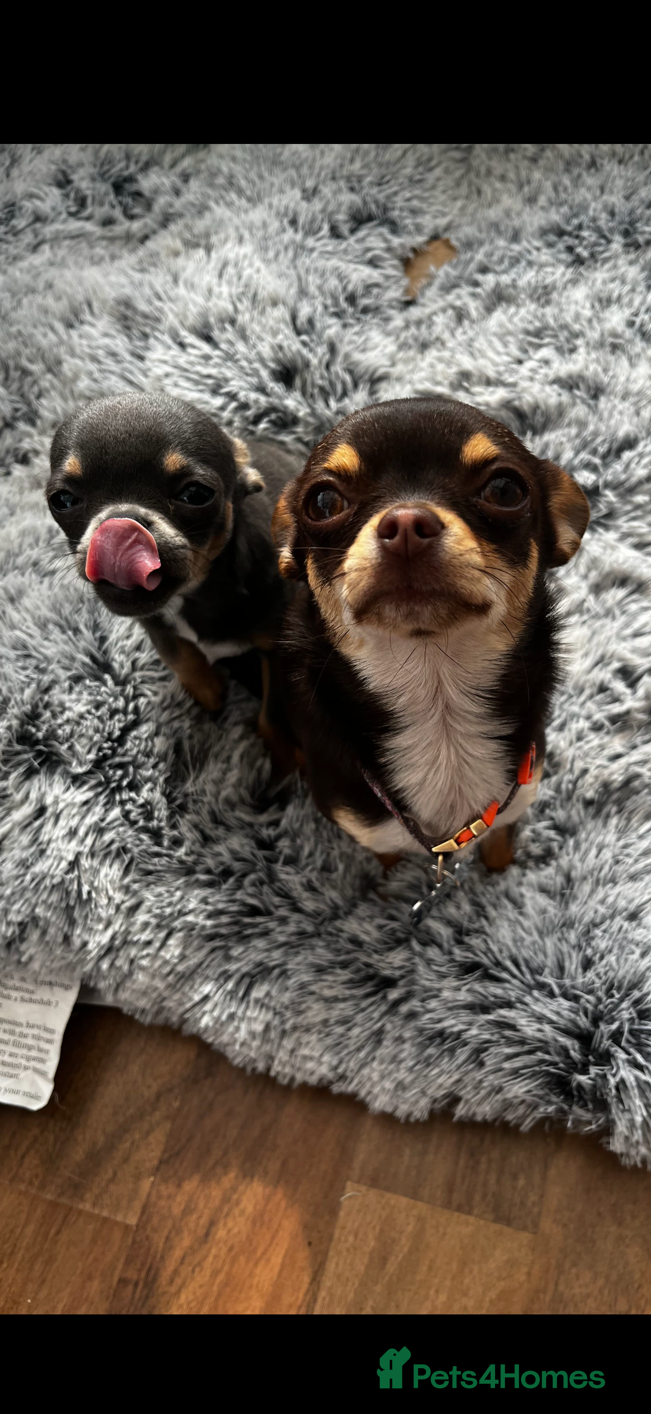 Chihuahua dogs Beautiful Chihuahua Puppies - Ready to Meet  - Advert 2