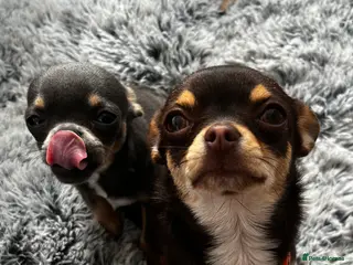 Chihuahua dogs Beautiful Chihuahua Puppies - Ready to Meet - Advert 8