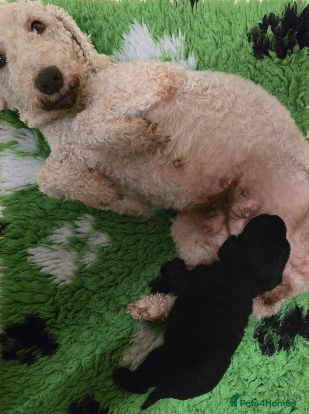 Bedlington Terrier dogs for sale: Beautiful Blue Boy  - Advert 2