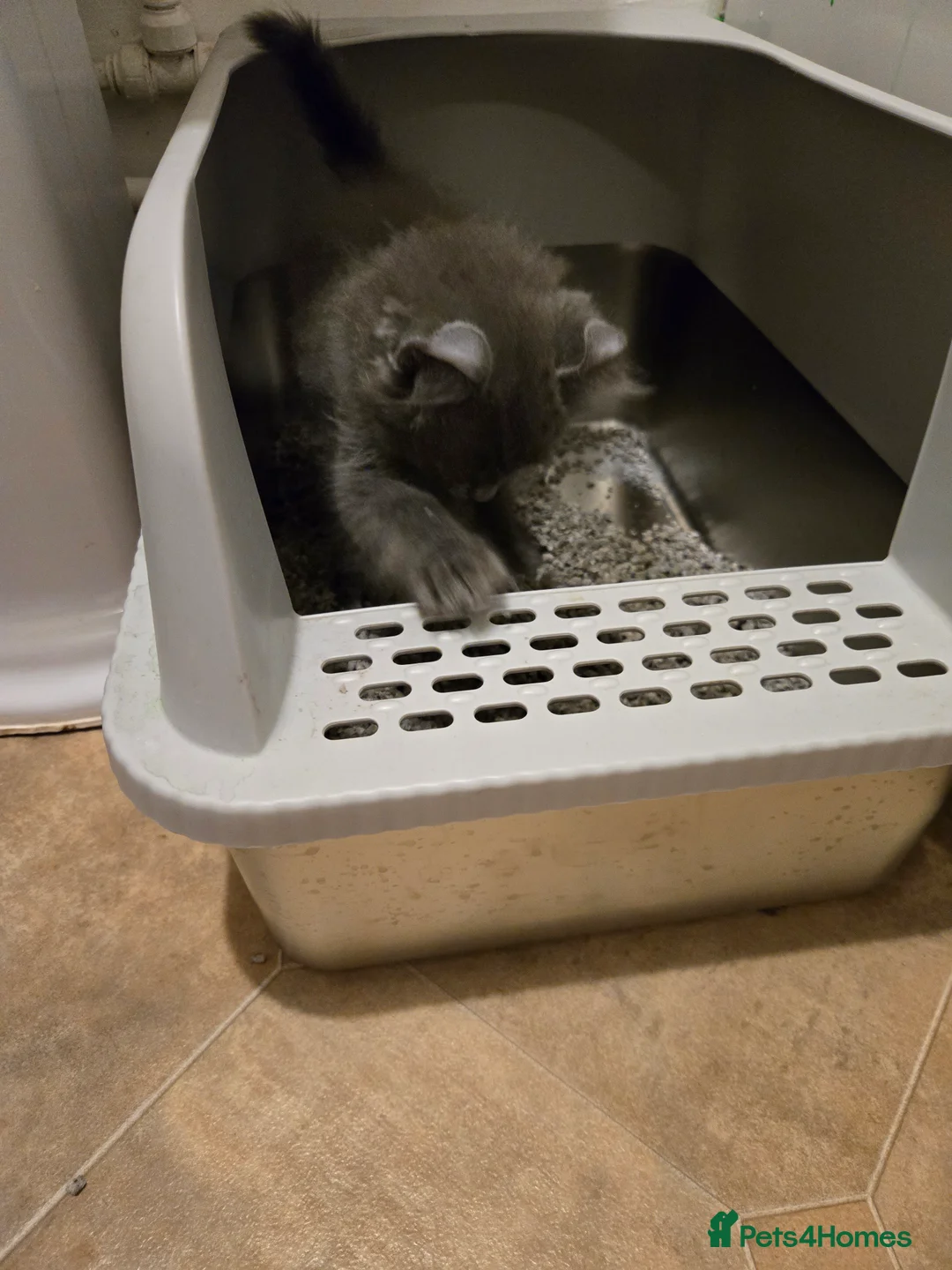 American Curl cats for sale: Rare American Curl‑Type Grey Kitten –  Ready Now  - Advert 3