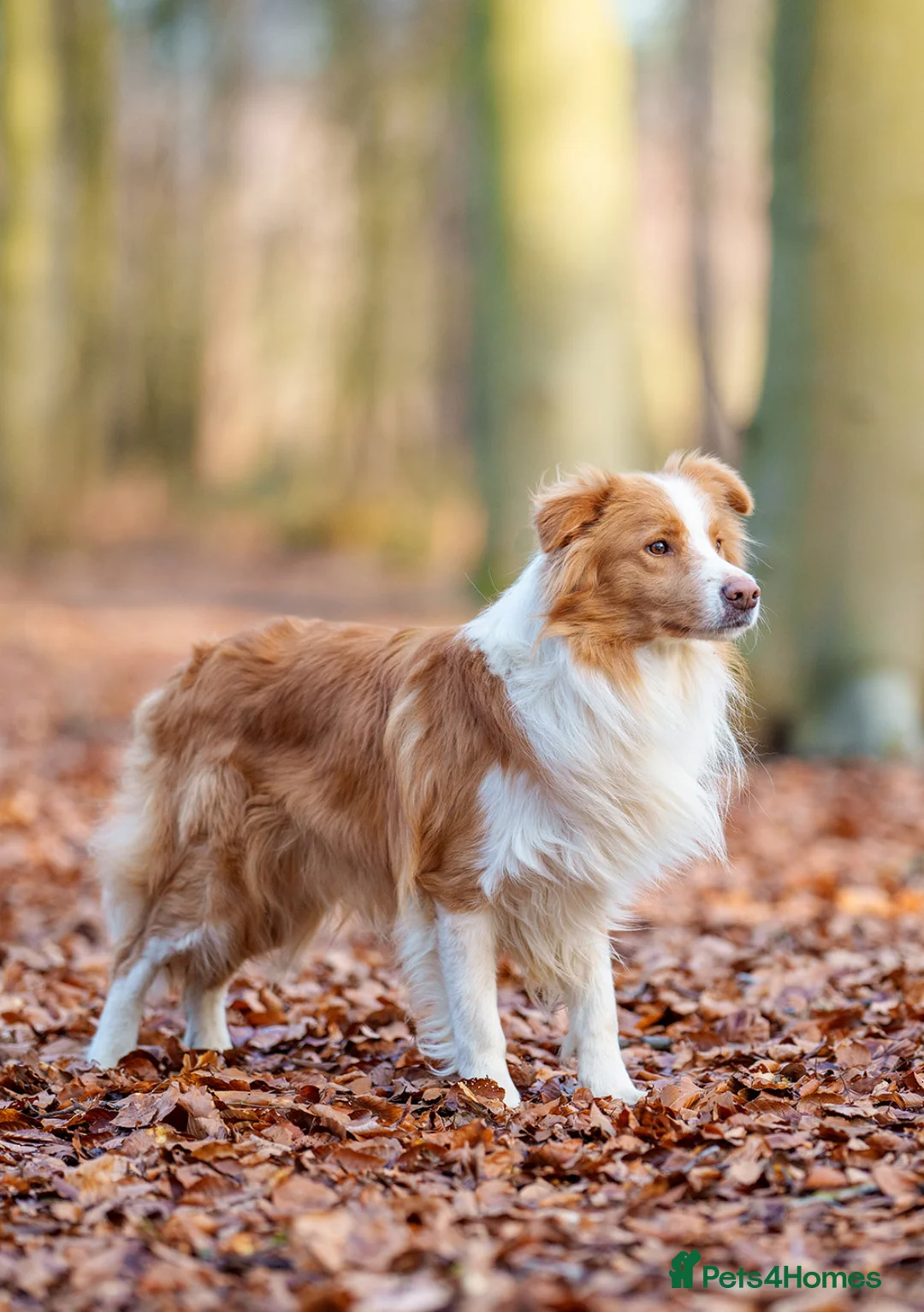 Border Collie dogs for stud: KC REG FULLY HEALTH TESTED EE RED/GOLD STUD  in Doncaster - Advert 4