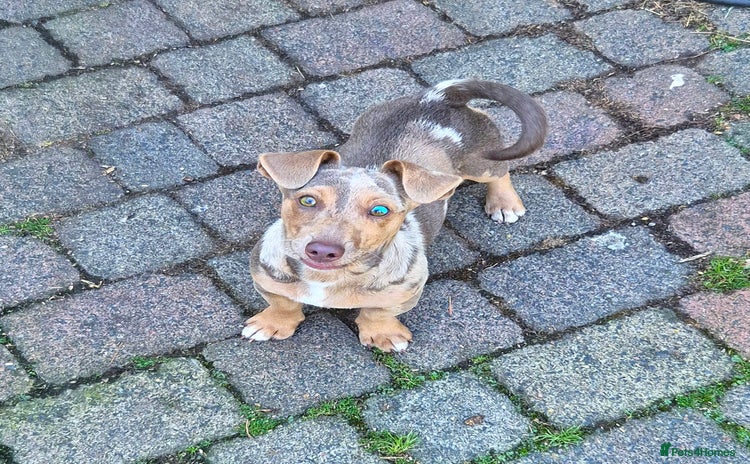 Jack Russell dogs - Advert 1