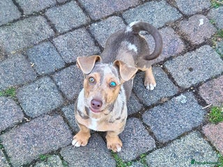 Jack Russell dogs - Advert 1