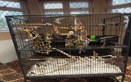 Budgerigars birds for sale: Beautiful white female budgie for rehome  - Image 4