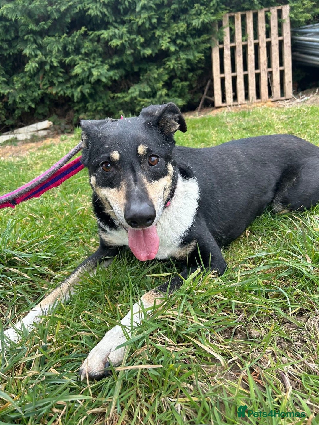 Mixed Breed dogs for adoption: Lottie - Norwich Norfolk  in Norwich - Advert 6