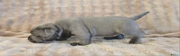 Staffordshire Bull Terrier dogs for sale: KC Reg Staffy Puppies - Bullscaff Sire Bill in Boston - Advert 6
