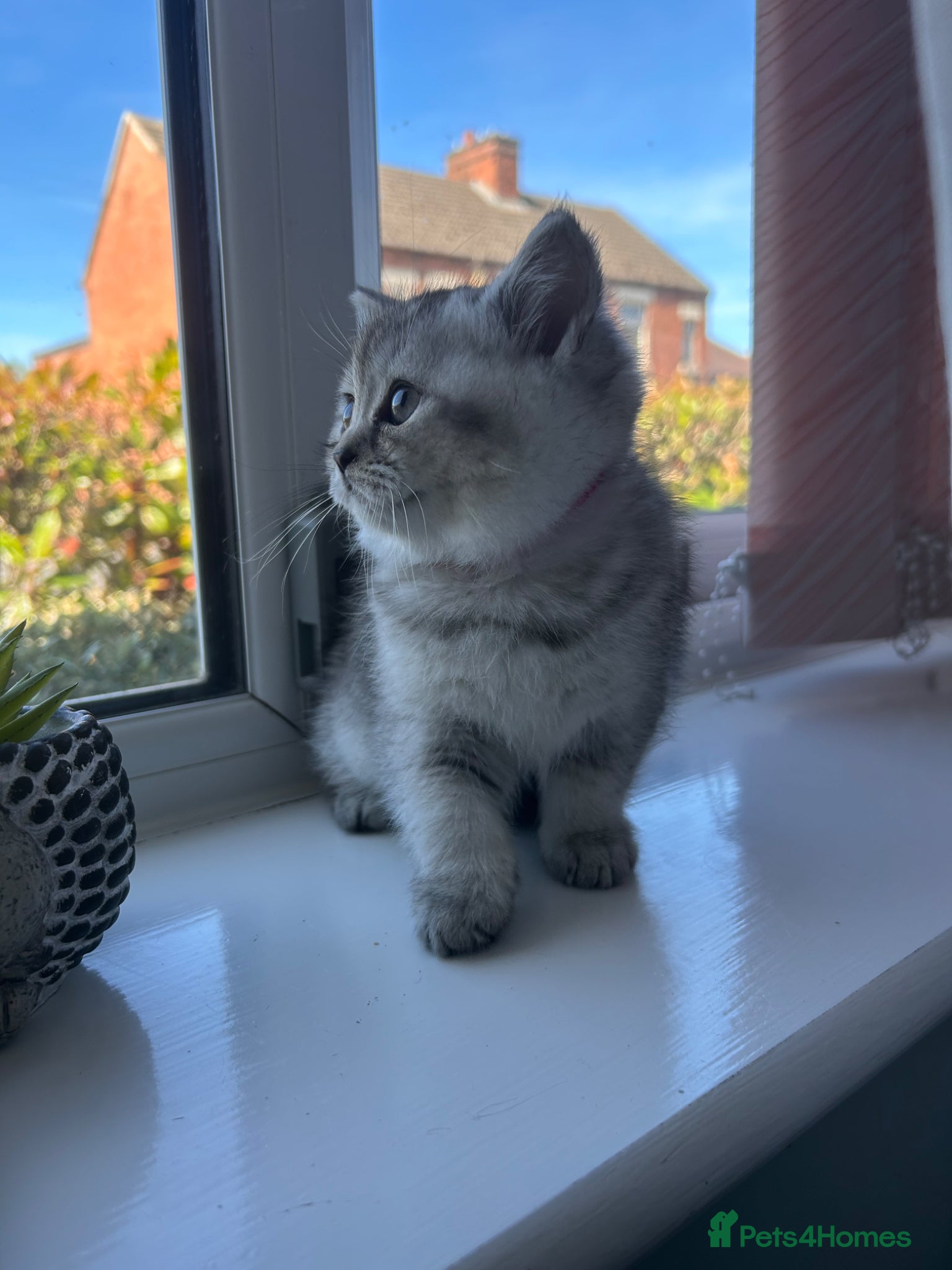 Scottish Fold cats Little buddies ready forever home  - Advert 2