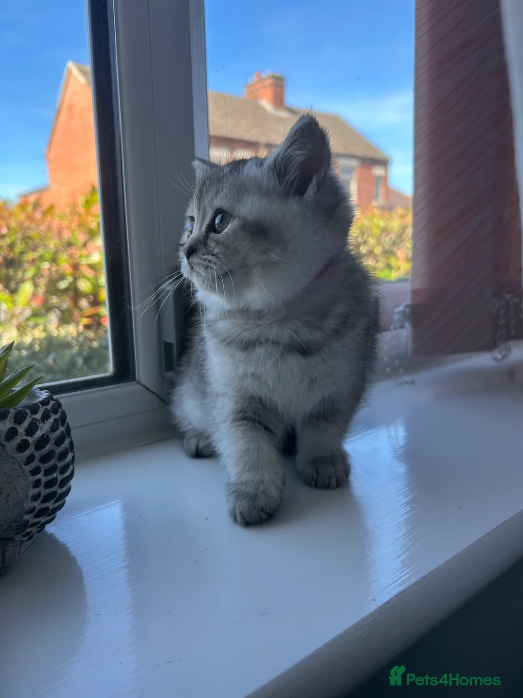Scottish Fold cats for sale: Little buddies ready forever home  - Advert 1