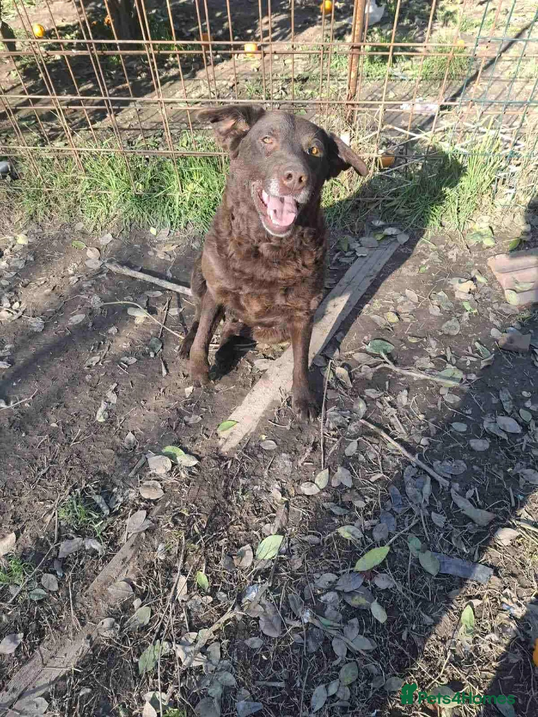 Labrador Retriever dogs for adoption: Moka! - Advert 2