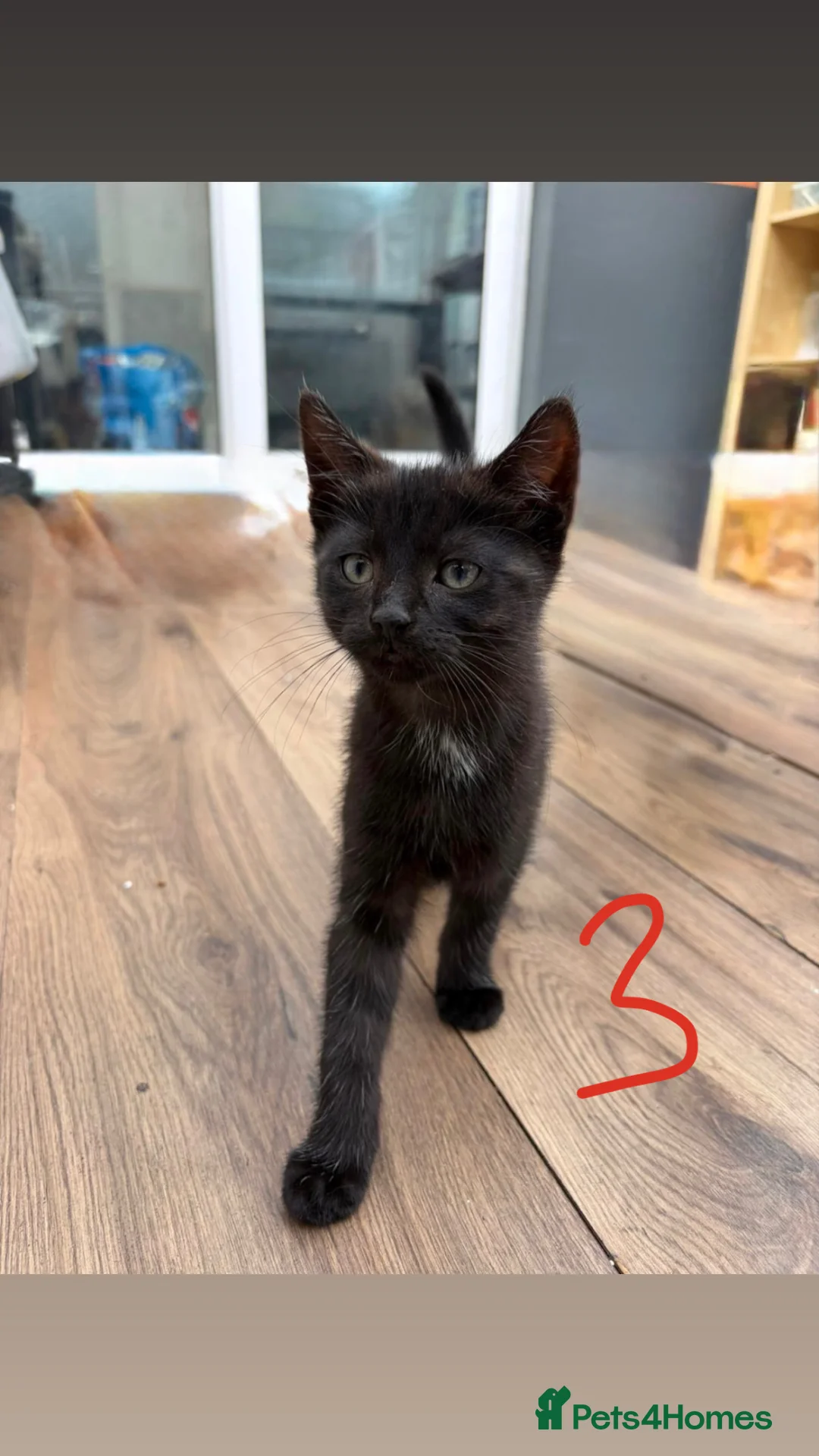 Mixed Breed cats for sale: Kittens for sale in London - Advert 4