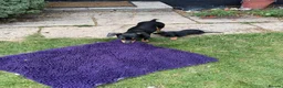 Miniature Dachshund dogs for sale: Miniature dachshund puppies  in Winchester - Advert 14