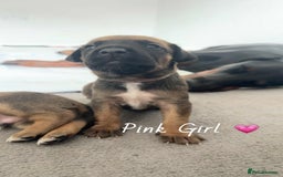 Mixed Breed dogs for sale: Doberman X XL Bully  - Image 4