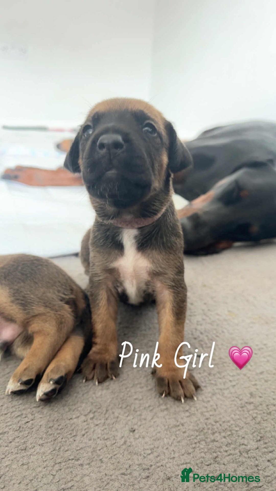 Mixed Breed dogs for sale: Doberman X XL Bully  - Image 4