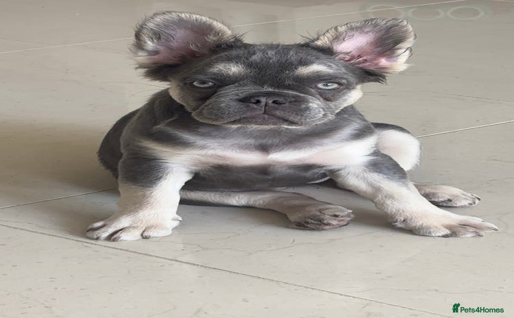 French Bulldog dogs - Advert 9
